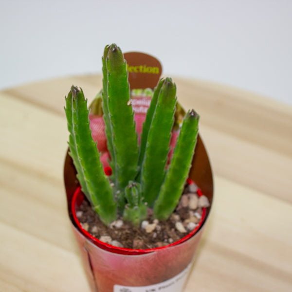 Stapelia Hirsuta 6.5cm H8cm