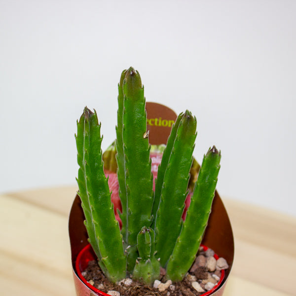 Stapelia Hirsuta 6.5cm H8cm