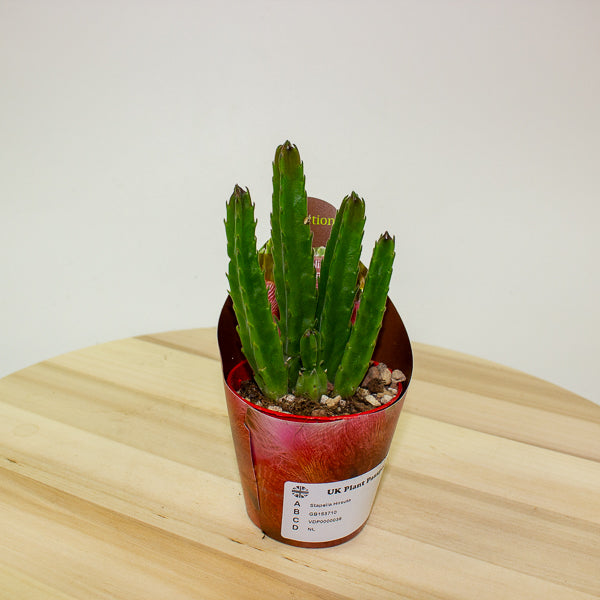 Stapelia Hirsuta 6.5cm H8cm