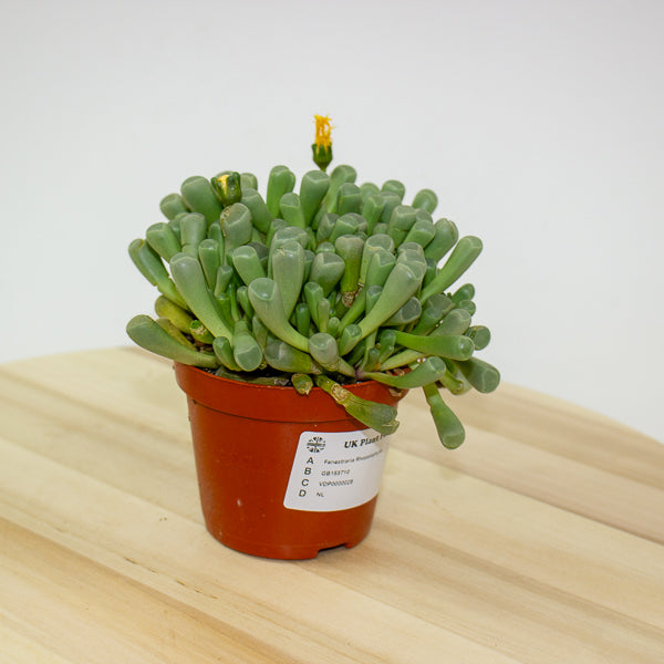 Fenestraria Rhopalophylla 8.5cm H10cm