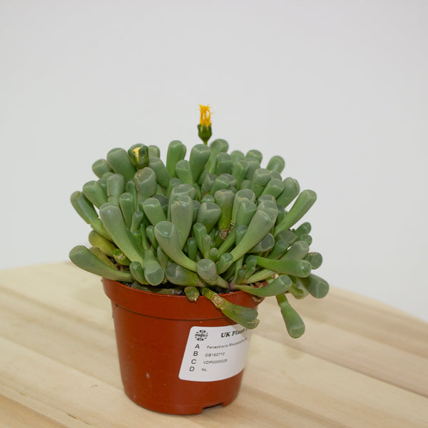 Fenestraria Rhopalophylla 8.5cm H10cm