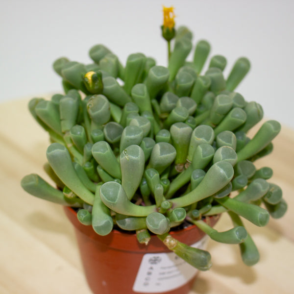 Fenestraria Rhopalophylla 8.5cm H10cm