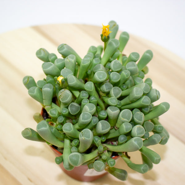 Fenestraria Rhopalophylla 8.5cm H10cm