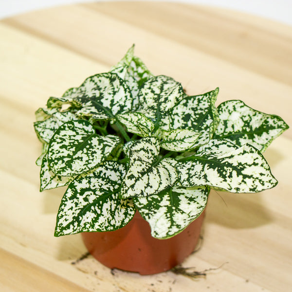 Hypoestes 8cm H12cm