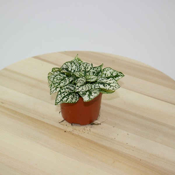 Hypoestes 8cm H12cm