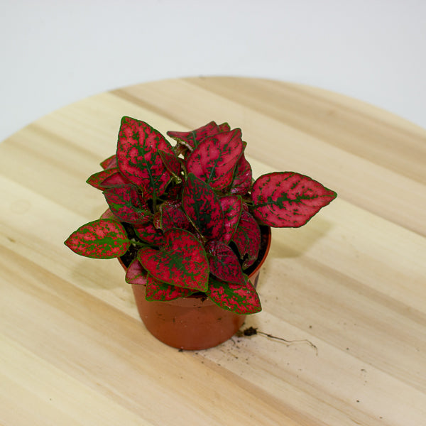 Hypoestes 8cm H12cm