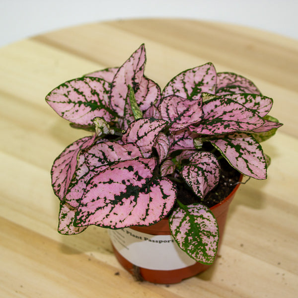 Hypoestes 8cm H12cm