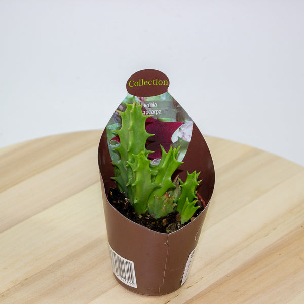 Huernia Macrocarpa 6.5cm H8cm