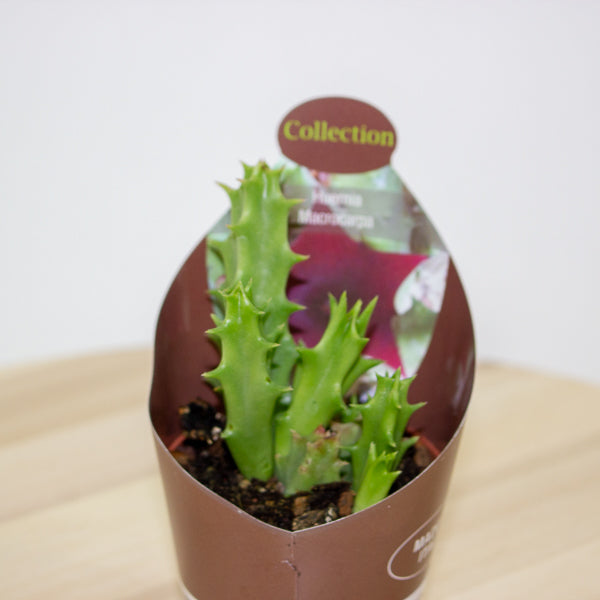 Huernia Macrocarpa 6.5cm H8cm