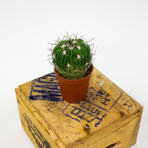 Stenocactus multicostatus 5.5cm H12cm