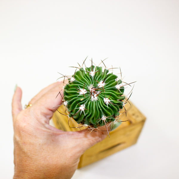 Stenocactus multicostatus 5.5cm H12cm