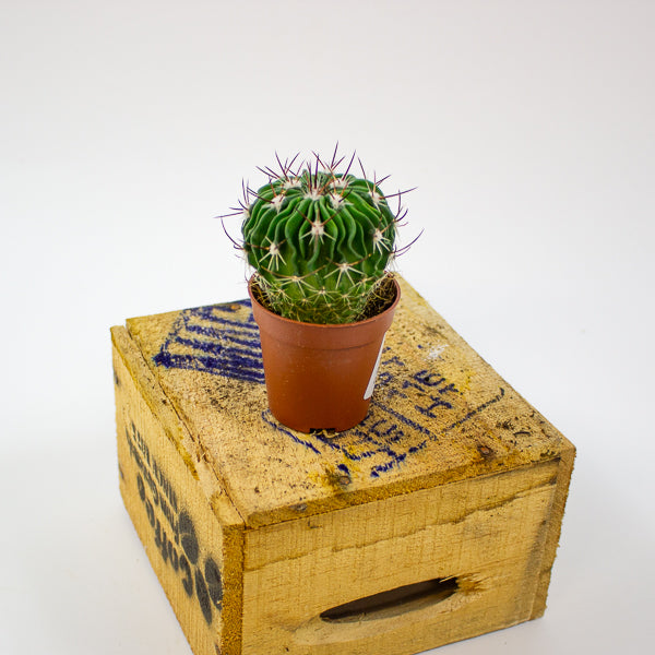 Stenocactus multicostatus 5.5cm H12cm