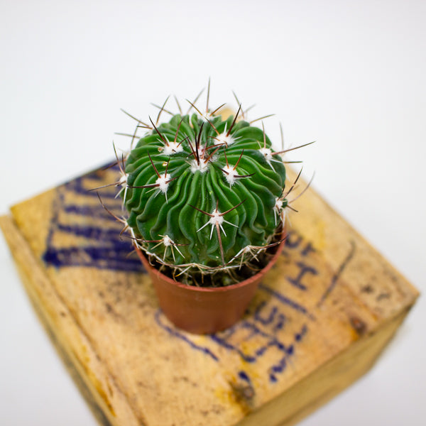 Stenocactus multicostatus 5.5cm H12cm