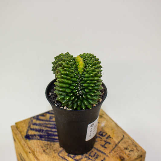 Gymnocalacium Spineless Bridge variegated 7.5cm H13cm