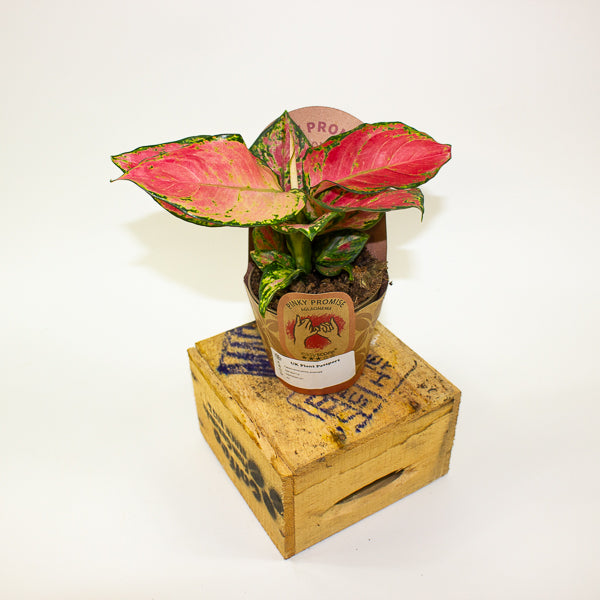 Aglaonema pinky promise 9cm H20cm