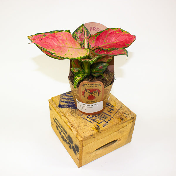 Aglaonema pinky promise 9cm H20cm
