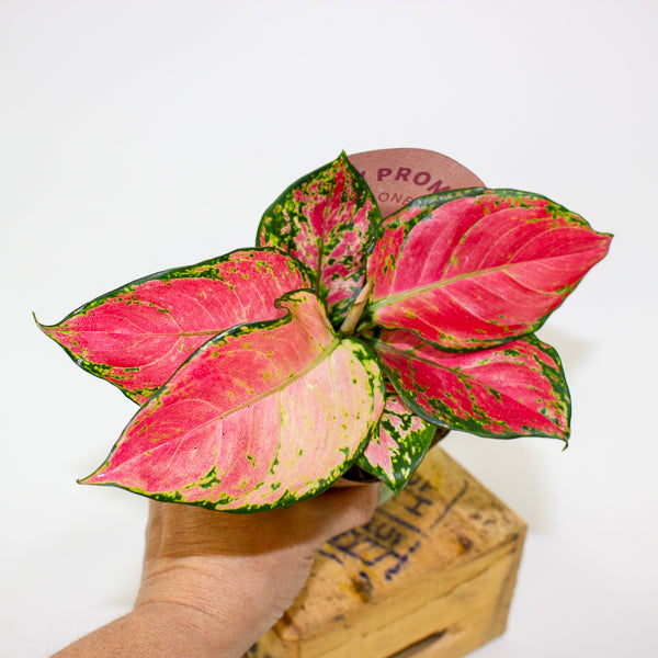 Aglaonema pinky promise 9cm H20cm