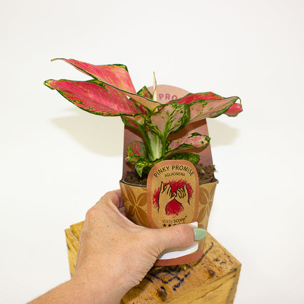 Aglaonema pinky promise 9cm H20cm