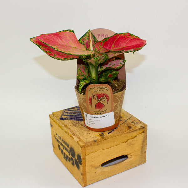 Aglaonema pinky promise 9cm H20cm
