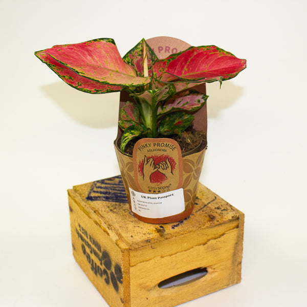 Aglaonema pinky promise 9cm H20cm