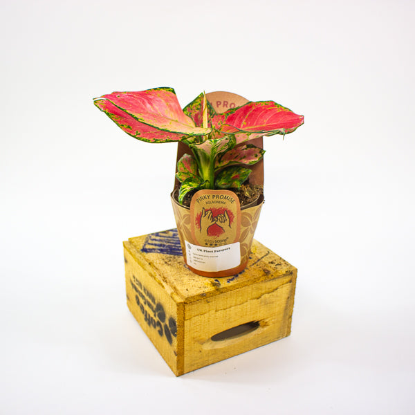 Aglaonema pinky promise 9cm H20cm