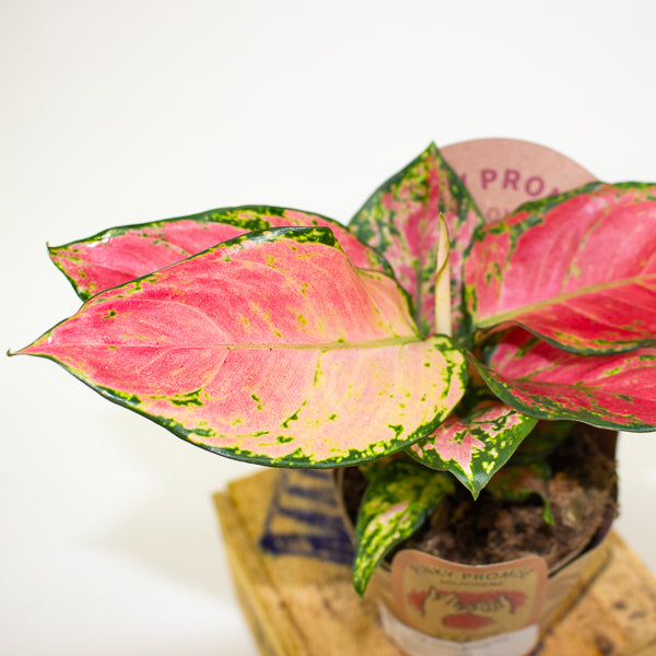 Aglaonema pinky promise 9cm H20cm
