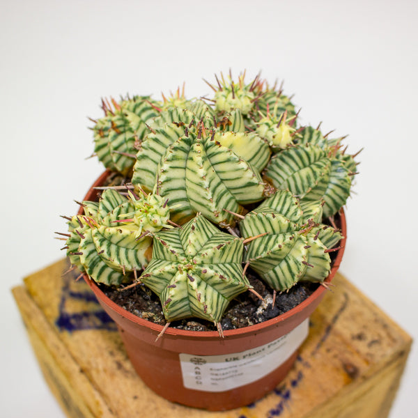 Euphorbia meloformis variegata 10.5cm H15cm