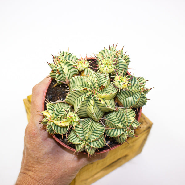 Euphorbia meloformis variegata 10.5cm H15cm