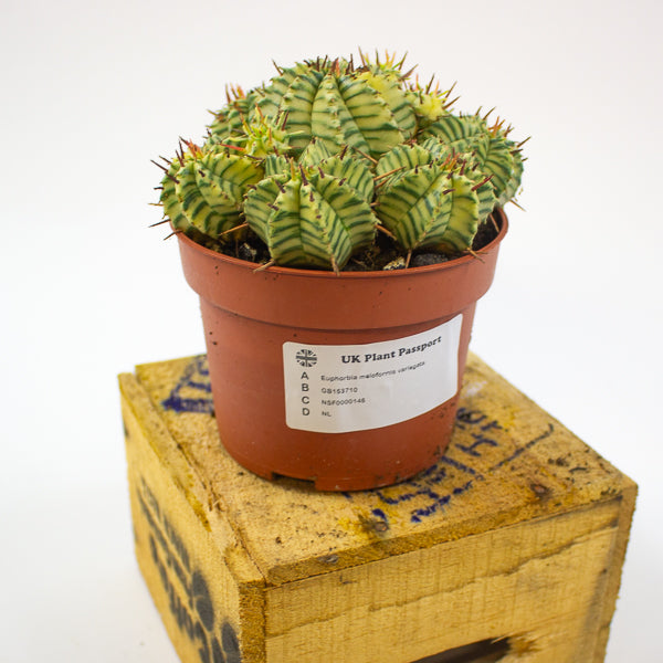 Euphorbia meloformis variegata 10.5cm H15cm