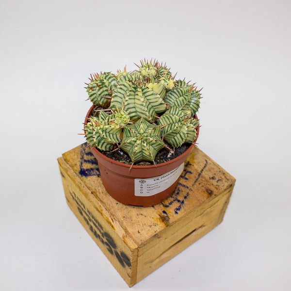 Euphorbia meloformis variegata 10.5cm H15cm