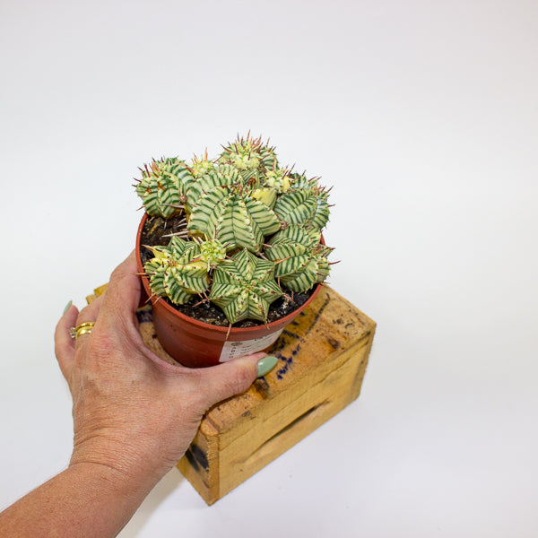 Euphorbia meloformis variegata 10.5cm H15cm