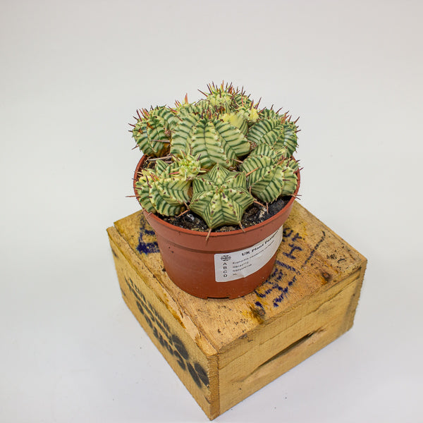 Euphorbia meloformis variegata 10.5cm H15cm