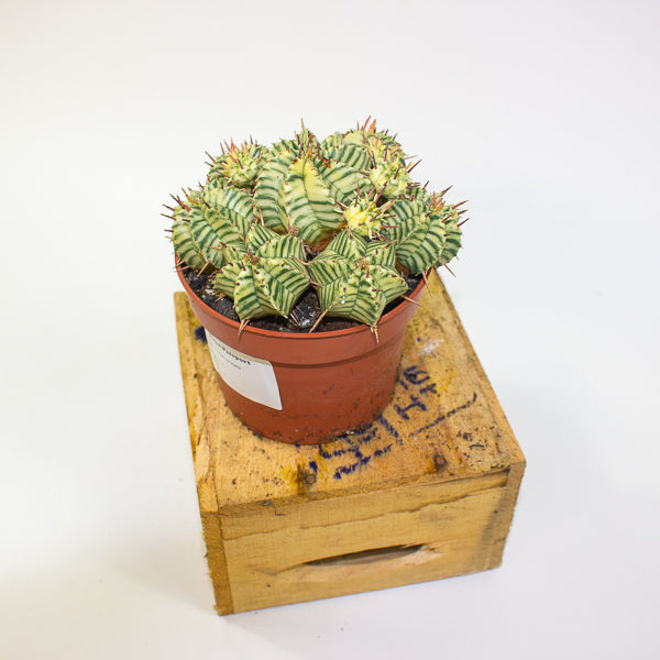 Euphorbia meloformis variegata 10.5cm H15cm