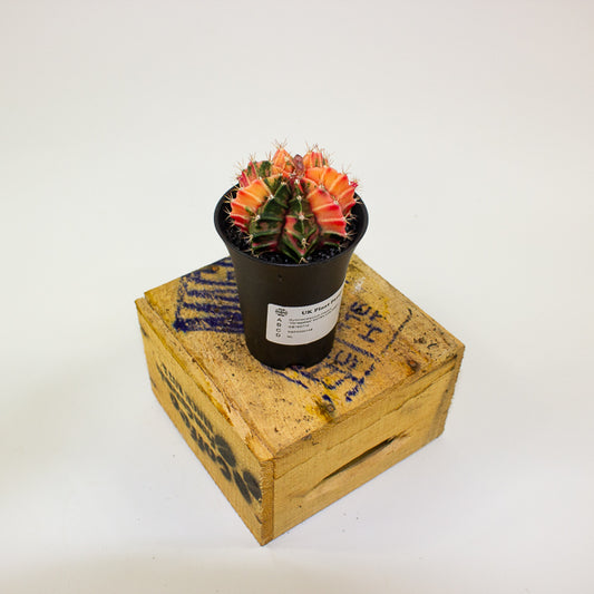 Gymnocalacium Cactus 'Variegated' EXTRA COLORED 7.5cm H13cm