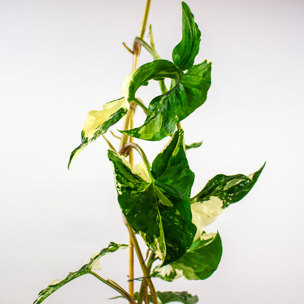 Syngonium podophyllum Albo Variegata 12cm H50cm