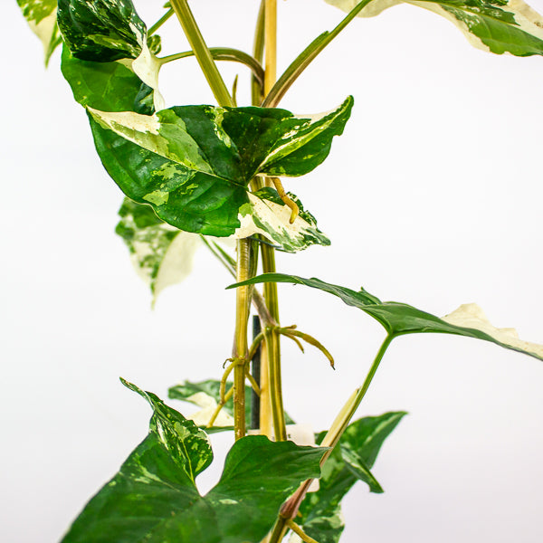 Syngonium podophyllum Albo Variegata 12cm H50cm