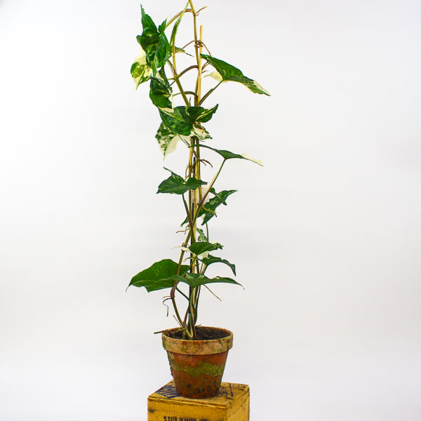 Syngonium podophyllum Albo Variegata 12cm H50cm
