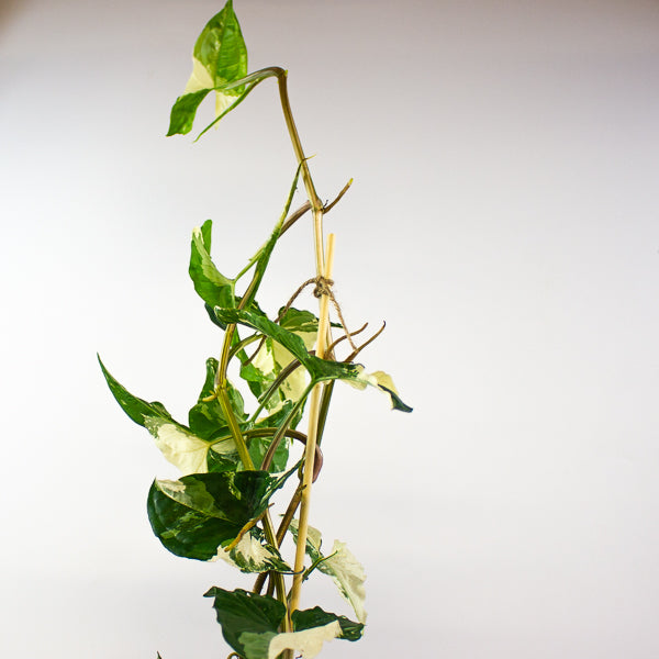 Syngonium podophyllum Albo Variegata 12cm H50cm