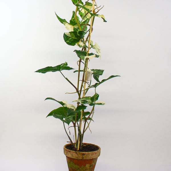 Syngonium podophyllum Albo Variegata 12cm H50cm