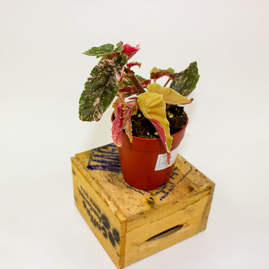 Begonia Ginny Galaxy Variegata 9cm H15cm