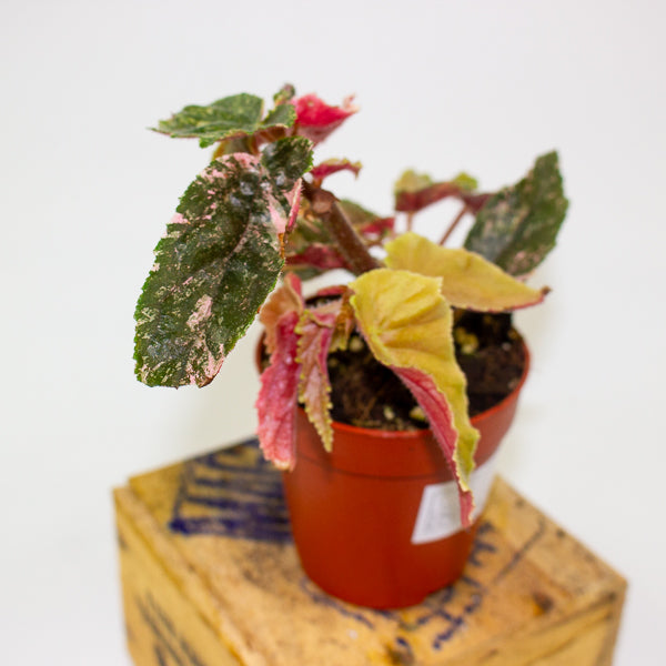 Begonia Ginny Galaxy Variegata 9cm H15cm