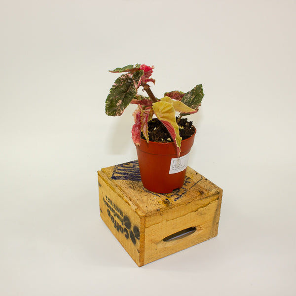 Begonia Ginny Galaxy Variegata 9cm H15cm
