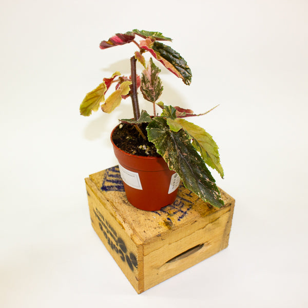 Begonia Ginny Galaxy Variegata 9cm H15cm