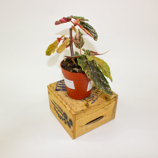 Begonia Ginny Galaxy Variegata 9cm H15cm