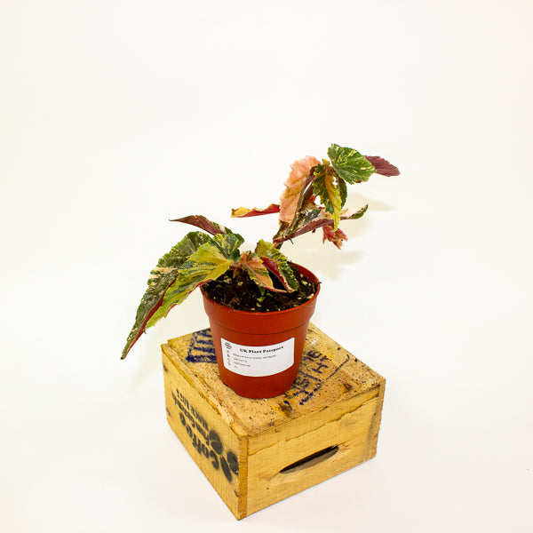 Begonia Ginny Galaxy Variegata 9cm H15cm