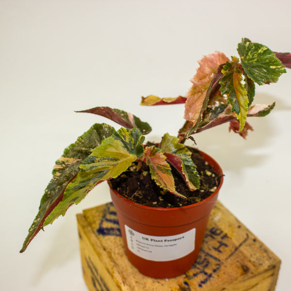 Begonia Ginny Galaxy Variegata 9cm H15cm