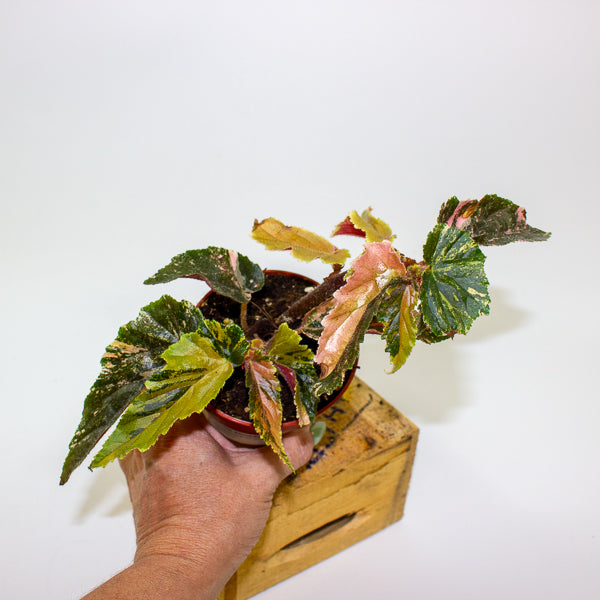 Begonia Ginny Galaxy Variegata 9cm H15cm