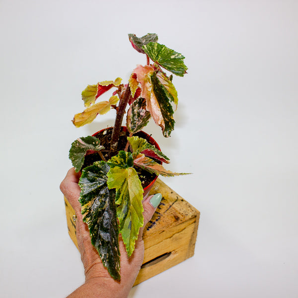 Begonia Ginny Galaxy Variegata 9cm H15cm