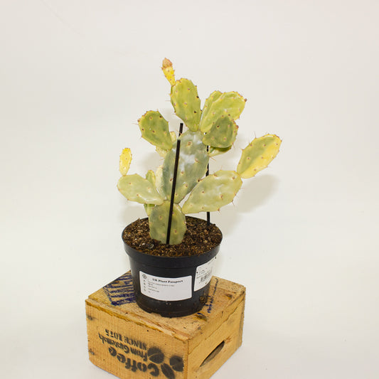 Opuntia JAMAICENSIS Crazy White 12cm H36cm