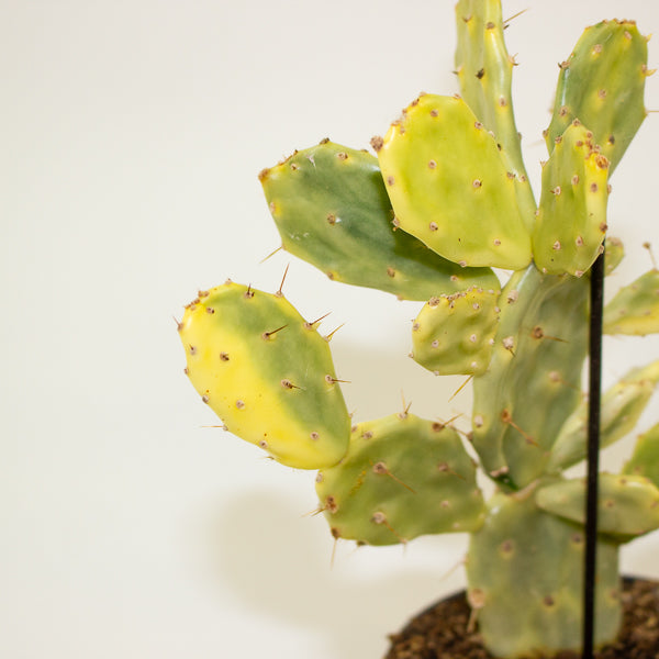 Opuntia JAMAICENSIS Crazy White 12cm H36cm